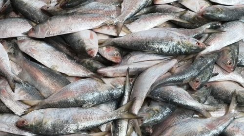 Hilsa Fish