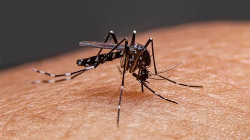 Dengue